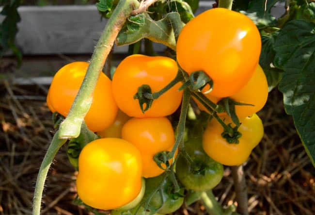 Tomatenbüsche Bernstein