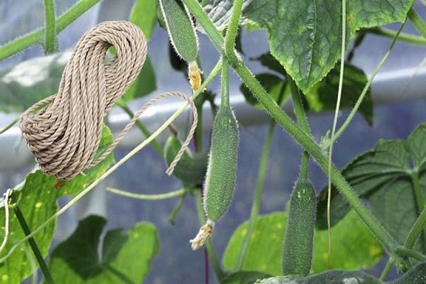 touw op planten