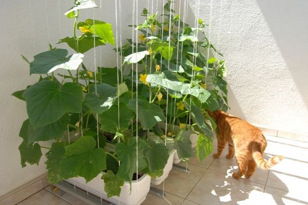 mačka v uhorkách