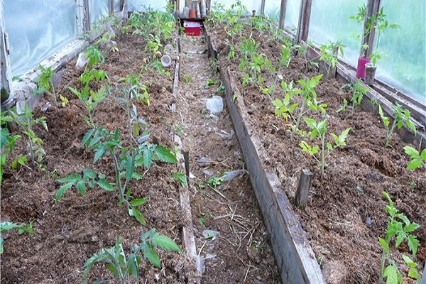  planter des tomates