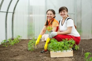 Sådan plantes tomater korrekt i et drivhus for at få en stor høst
