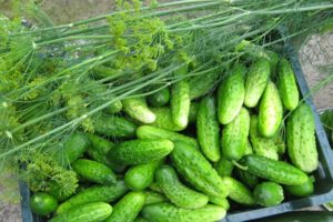 Kaip užauginti gerą derlių ir pagreitinti agurkų augimą atvirame lauke ir šiltnamyje
