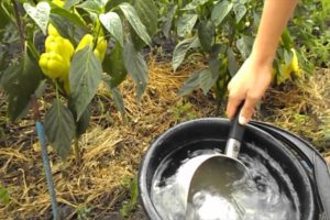 Ako používať dusičnan vápenatý, draselný a amónny na kŕmenie korením