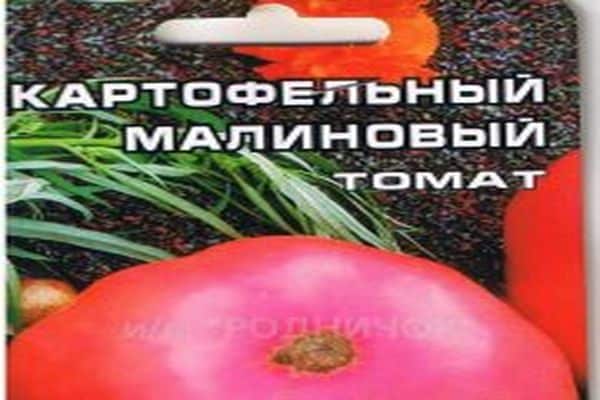 tomato variety care for him