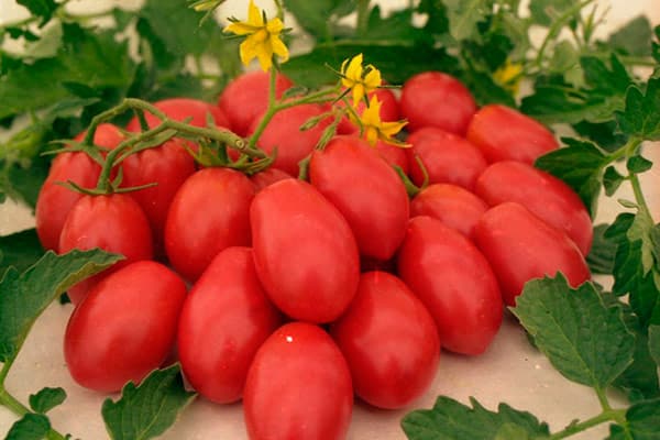 tomates rouges sur la table