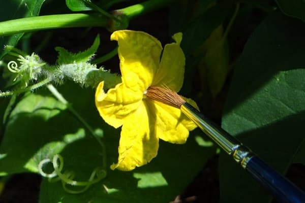pollinering artificiellt