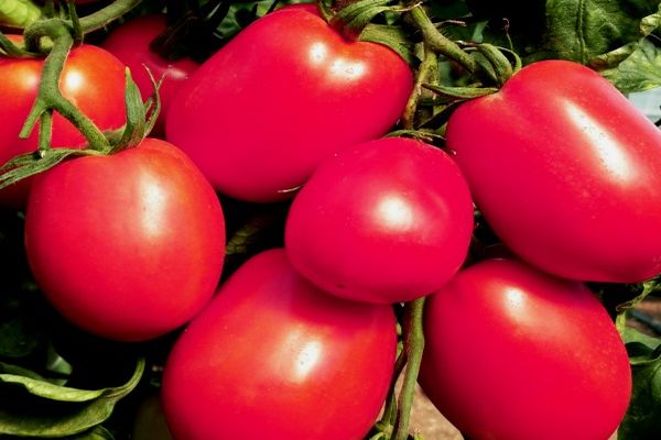 aukšti pomidorai