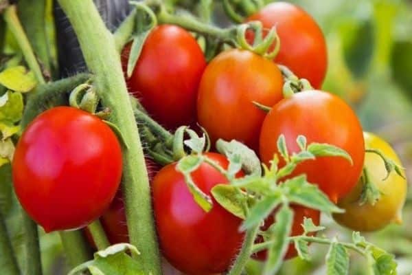 irrigation tomato
