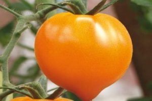 Charakterystyka odmiany pomidora Serce miodowe, plon
