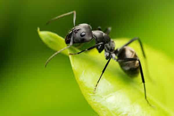 myra på ett blad