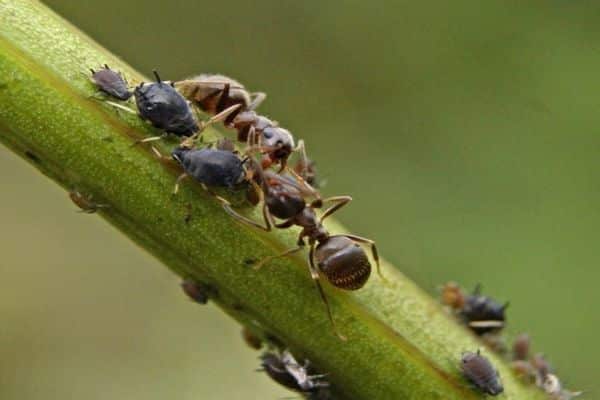 många myror