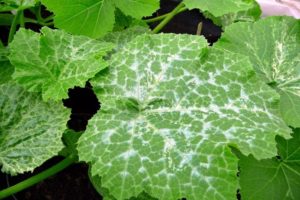 Waarom verschenen er witte vlekken op de bladeren van komkommers, wat te doen en hoe te behandelen?