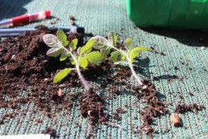 Waarom tomaten niet ontkiemen en langzaam groeien, wat te doen