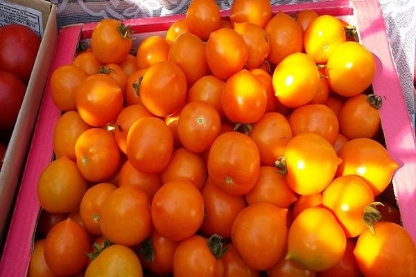 färgglada tomater