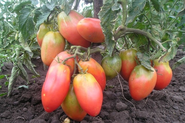 saftiga tomater