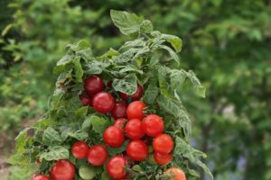 Geriausios žemai augančių vyšninių pomidorų veislės, atviros žemės