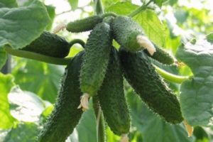 Beschrijving van de Amoer-komkommervariëteit, de teelt en verzorging ervan