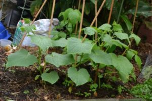 Geheimen van teelt, landbouwtechnologie en zorg voor komkommers in het open veld