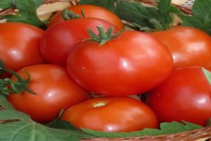 Description of the Pablo tomato variety, yield and cultivation