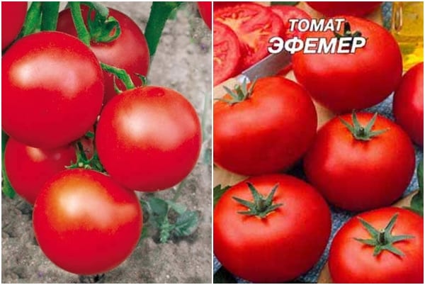 paradajkové semená Efemer