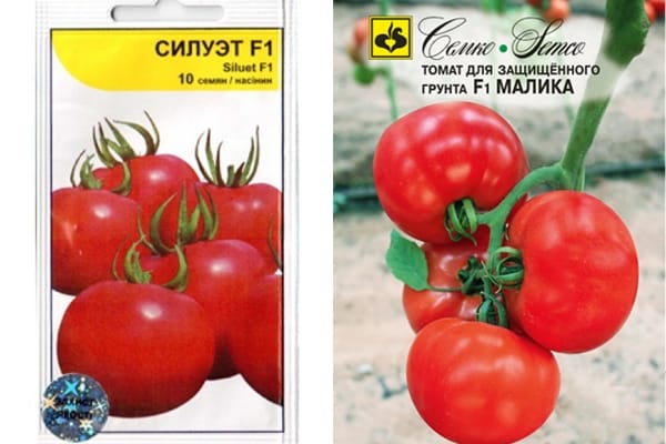 silueta de tomate y malika