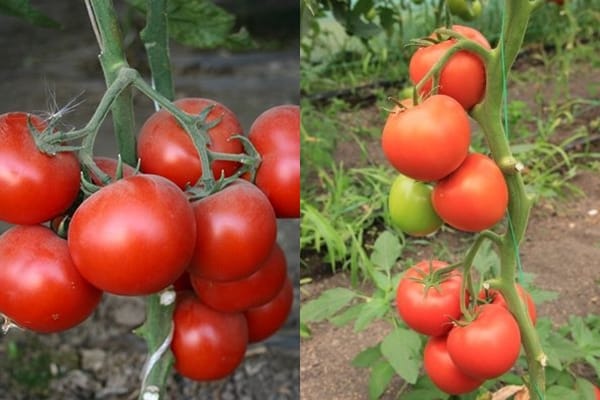 Aksai F1 pomidoras