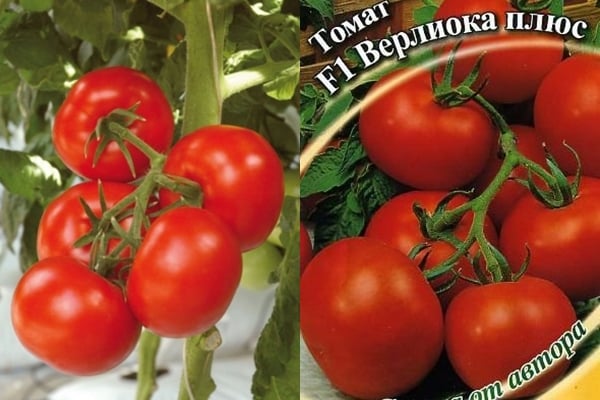verlioka pomidoras
