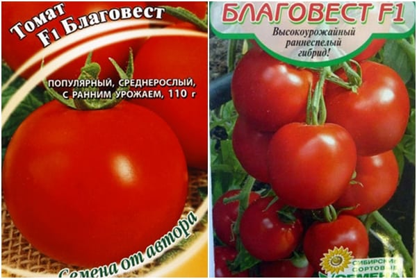 pomidorų sėklos Blagovest F1
