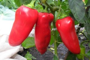 Caratteristiche e descrizione della varietà di peperoncino Volovye