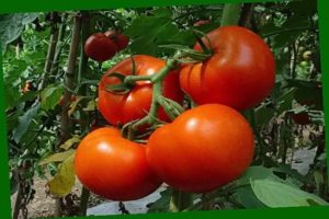 Beschreibung und Merkmale der wachsenden Sorten von Tomaten Perseus