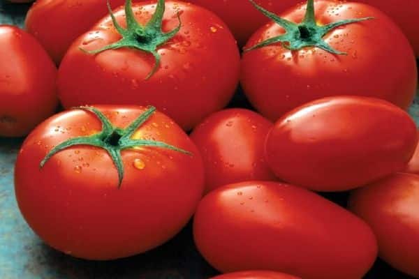 tomato perseus