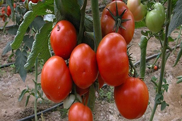 tomatoes on branches