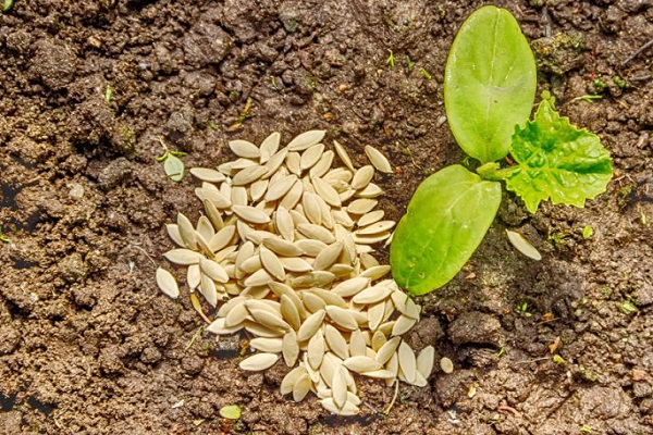 semená na zemi