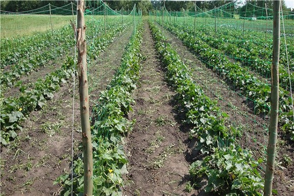 fattoria di cetrioli