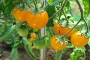 Opis najlepších odrôd žltých a pomarančových paradajok