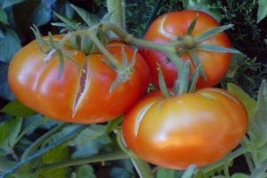 Varför tomater kan spricka i ett växthus när de är mogna