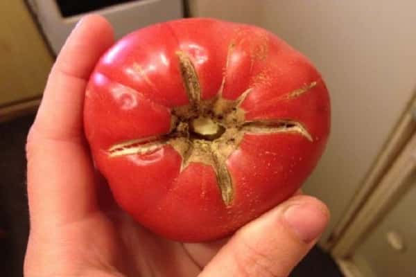 tomate agrietado