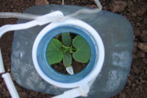 Come piantare e coltivare cetrioli in bottiglie da 5 litri