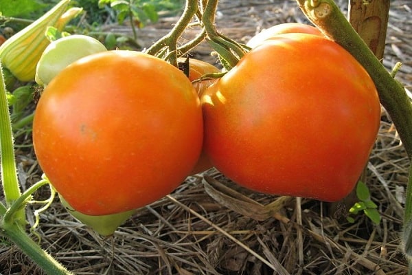 Vidutiniškai ankstyvi pomidorai
