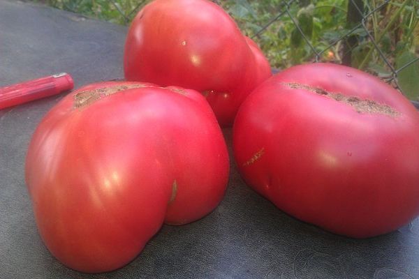 Tomatensorte