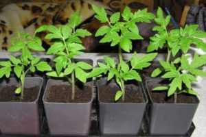 Hvornår og hvordan man transplanterer tomatplanter i gryder