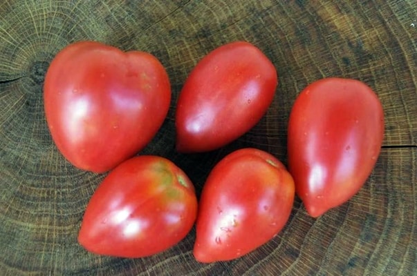 tomate flamenco