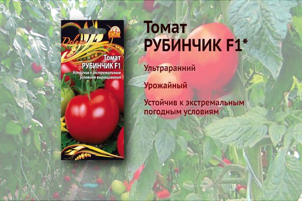 Pomidoras „Rubinchik“