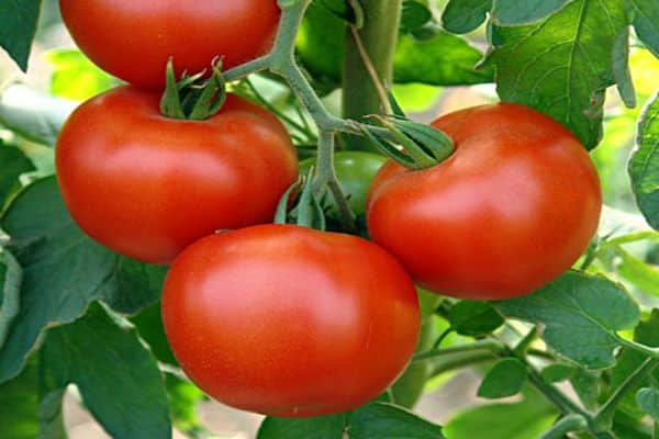 Características y descripción de la variedad de tomate Rubinchik F1, reseñas de residentes de verano.