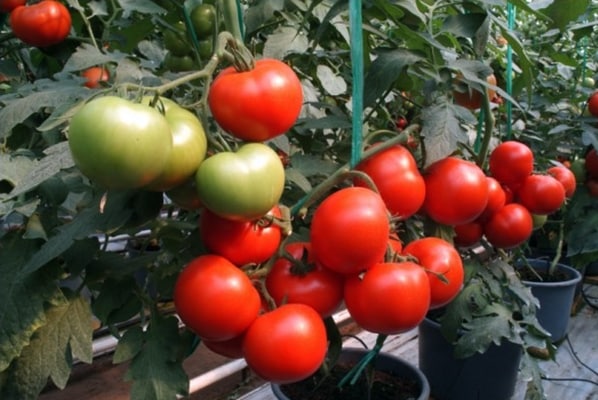 pomidorų krūmai Mongoose F1