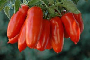 Χαρακτηριστικά και περιγραφή των ποικιλιών ντομάτας Red Icicle