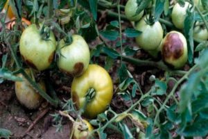 Kontrollmaßnahmen und Prävention von Stolbur (Phytoplasmose) von Tomaten