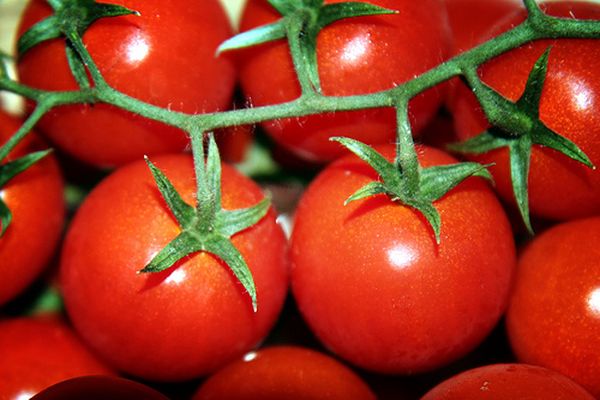 Tomaten und Kochen