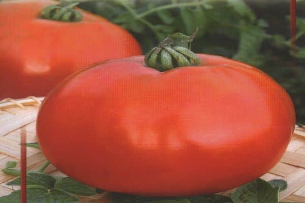 tomatenoogst