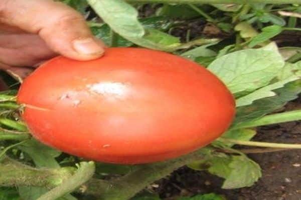 kabelka odrůd rajče